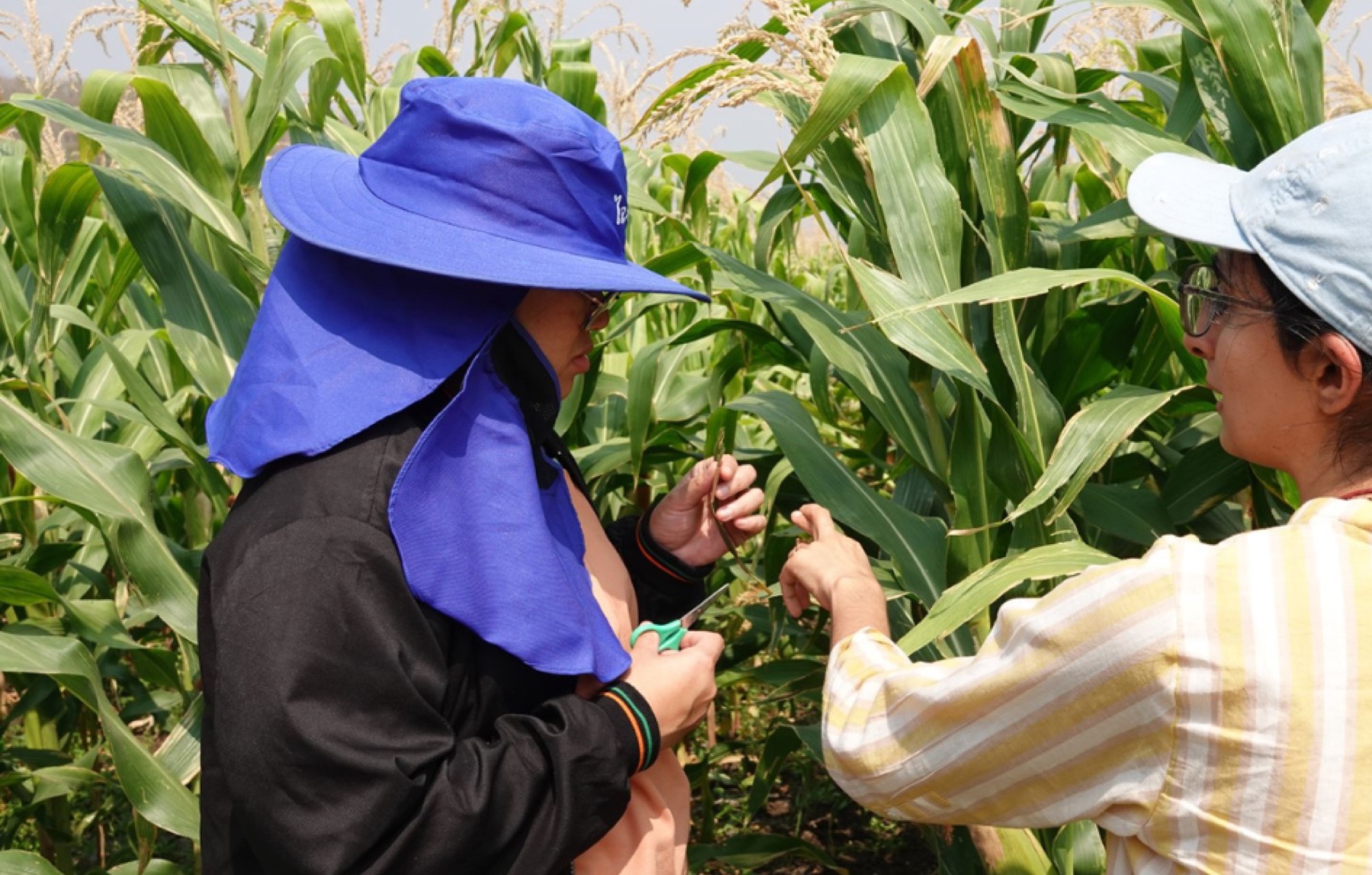 Living Roots team working in a field trial